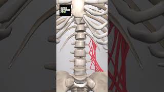 Quadratus Lumborum anatomy ultraextremefit ql lowerbackpain backpain [upl. by Imrots]