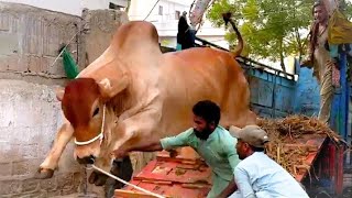 Bin Ahsan Builders amp Developers Walo ki QURBANI 2024😍Ahmed Cattle amp Dairy Farm Se… 😎 [upl. by Yssep307]