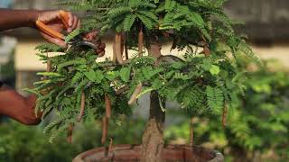 Tamarind Bonsai with Flower and Fruit 💥💥 Bonsai Artisan  KH AQIB JABED [upl. by Oisangi]