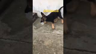 chiot berger allemand [upl. by Cook]