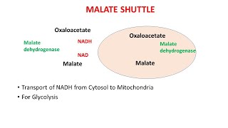 malate shuttle biochemistry carbohydrate [upl. by Attah166]