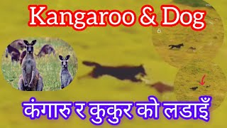 kangaroo vs dog fighting \ If you want to be successful you have to step forward alone [upl. by Regdirb]