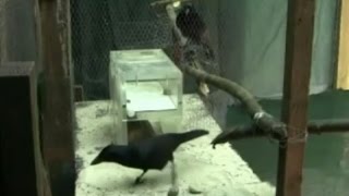 New Caledonian Crows solve collaborative problem [upl. by Zetroc]