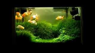 Planted Tank with Goldfish [upl. by Atiuqihs]