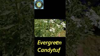 Evergreen Candytuft  Iberis sempervirens  Candytuft Flower [upl. by Lashonda]