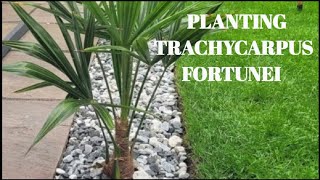 PLANTING TRACHYCARPUS FORTUNEI GROWING IN TROPICAL GARDEN UK [upl. by Eirojam]