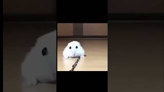 Hampter memes meme decadencia funny animals hamsters hamsterkombat amongus [upl. by Strephonn]