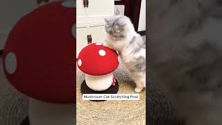 Mushroom Cat Scratching cats catspaw mainankucing [upl. by Husein]