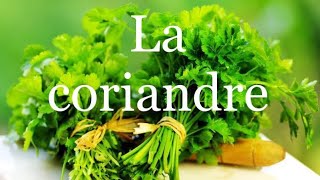 LA CORIANDRE 🌱 comment la semer cultiver et récolter [upl. by Anisah566]