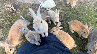 A whopping 600 rabbits Trip to Japans Amazing Rabbit Island🐰 [upl. by Viviene]