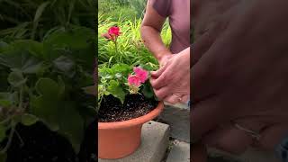 How to Deadhead Geranium [upl. by Yrellav]