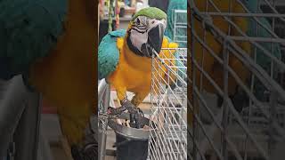 Macaw birdbangladesh automobile life birds tiktokvideo tiktok [upl. by Hertha329]