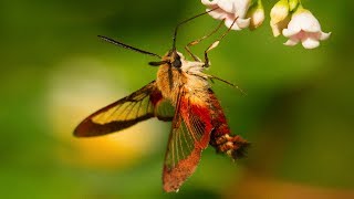 Hummingbird Moth Natures Incredible Mimic [upl. by Kristine613]