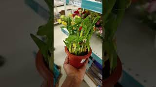 Ratanshi Bamboo Good luck plant ₹230  Dmart findings  viral  Trending [upl. by Ennayar]