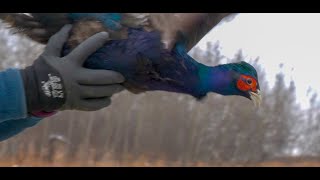 30000 pheasants on the wing [upl. by Chilt]