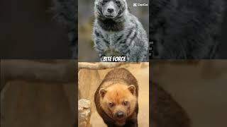 edit striped hyena vs bush dog [upl. by Ennoved]