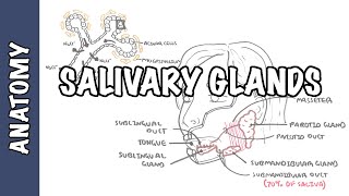 Salivary glands  Anatomy and Physiology [upl. by Anirehtac34]