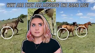 The Most Disturbing Equestrian On TikTok [upl. by Eilsil]