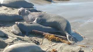 Elephant Seals Mating [upl. by Higinbotham426]