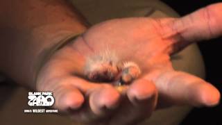 Feeding a Baby Rainbow Lorikeet [upl. by Llebiram]