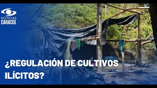 Abecé del decreto que busca regular cultivos ilícitos en Colombia [upl. by Benn]