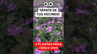 🌺 3 Plantas para Taparte de tus Vecinos Chismosos 🌼 [upl. by Silvan34]