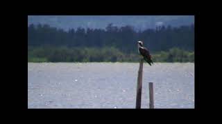 Les oiseaux de létang de Biguglia Balbuzard fluviatile [upl. by Akalam25]