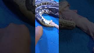 Feeding time reticulated python [upl. by Primaveria668]