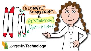 Why telomeres shorten and restoration strategies in aging [upl. by Arella992]