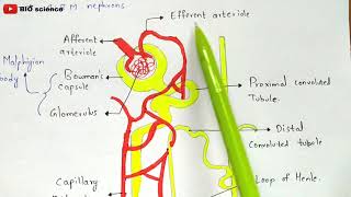 Structure of Nephron  Malphigian body  Renal tubule  Bio science [upl. by Yeslrahc818]