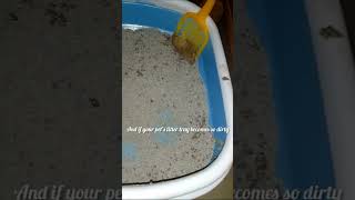 The Ultimate Automatic Cat Litter Box with Premium Bentonite Cat Litter [upl. by Rodrick]