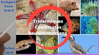 Les tridermiques cœlomates DEUTEROSTOMIENS Les Echinodermes Les Chordés [upl. by Akimal]