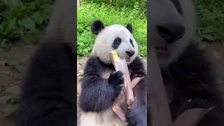 Oso panda dato curioso 😱 [upl. by Nanda]