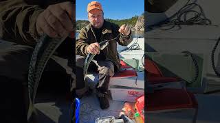 Fishing makrell in norway fishing sailboat sailing boating fish [upl. by Leitnahs]