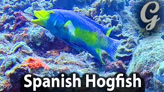 Natures Art in Yellow and Blue Meet the Stunning Spanish Hogfish [upl. by Hemetaf366]