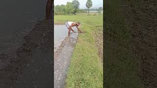 Farmers life farmershortvideo like subscribe [upl. by Adnalra831]