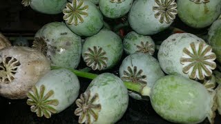 Harvesting poppy seed pod  Extraction of poppy seed From my home garden [upl. by Idihsar238]