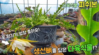 생선뼈 모양 다육식물 피쉬본Disocactus anguligerEpiphyllum angyliger [upl. by Kenny906]