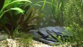 55 gallon planted tank tour Rasboras neons gourami corys [upl. by Hughie]