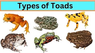 Types of Toad 🐸  Toads scientific name size colour [upl. by Elockcin]