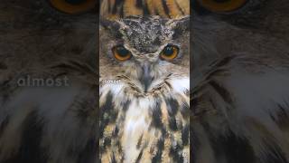 The Silent Hunters How Owls Fly Without a Sound [upl. by Elias]