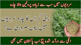 Ryegrass in Pakistan genus LoliumBest Ryegrass seedBest winter livestock fodderرائی گراس کی کاشت [upl. by Wirth613]