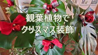 観葉植物でクリスマスツリー☆説明欄にまとめ載せてます [upl. by Columbus]