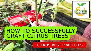 How To Successfully Graft Citrus Trees With Madison Citrus Nursery [upl. by Leontine]