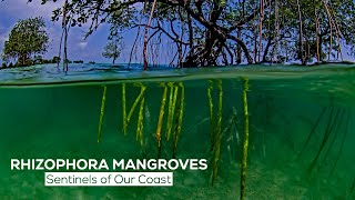 Rhizophora Mangroves Sentinels of our coast [upl. by Ackler978]