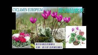 《靈丹妙藥的同類療法》 EP209  歐洲仙客來 Cyclamen Europaeum [upl. by Ekram]