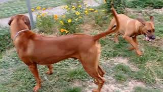 Rhodesian Ridgeback Play or Lion Hounds Make Lion Sounds [upl. by Jarlath]