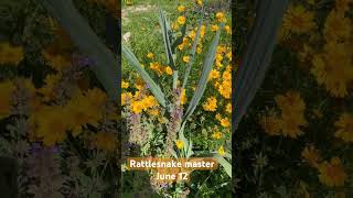 Rattlesnake master with sand tickseed June 12 blooming in Michigan nativegardening nativeplants [upl. by Yehs34]