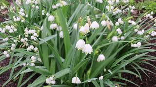 Summer snowflake Leucojum spp  Plant Identification [upl. by Hahsia968]