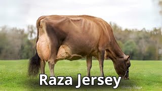 Raza de Ganado Jersey usos Origen y características [upl. by Alrats789]